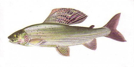 Lipen Tymiánový