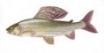 /album/fotogaleria/thymallus-thymallus-jpg/